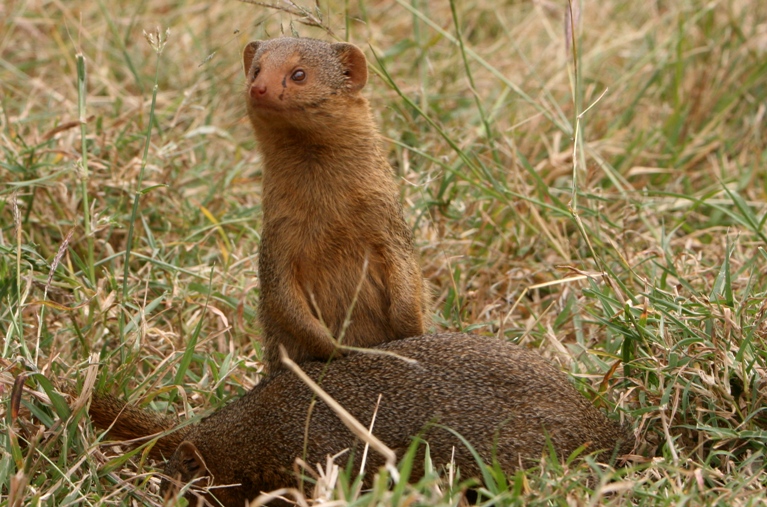 mongoose